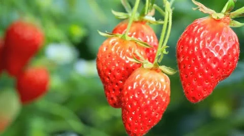 Appetizing strawberry in the plantation. Stock Footage 11314172