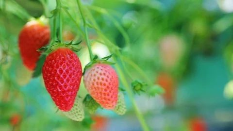 Appetizing strawberry in the plantation. Stock-Footage 89748486