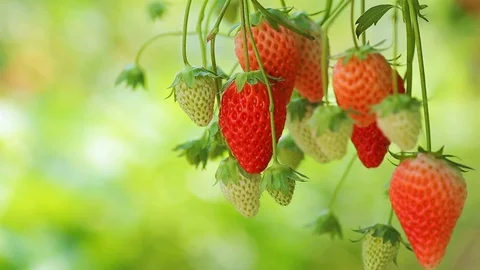 Appetizing strawberry in the plantation. Stock Footage 90250852