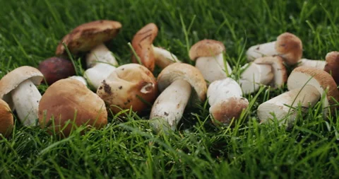 Appetizing wild mushrooms in green grass Stock Footage 250190708