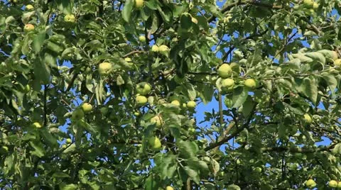 Apple 1 库存影片 20606350