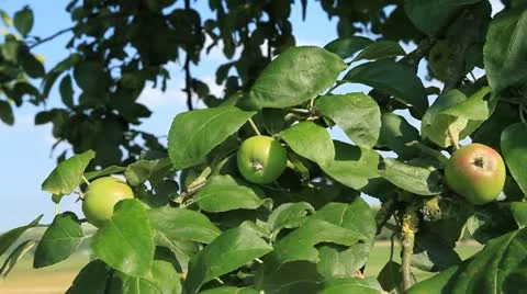 Apple 2 库存影片 20606311