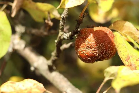 Apple affected by fruit rot on a tree branch in the garden in autumn Stock Photos