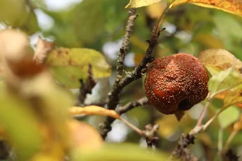 Apple affected by fruit rot on a tree branch in the garden Stock Photos