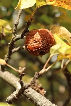 Apple affected by fruit rot on a tree branch Stock Photos