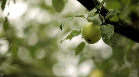 Apple after rain Stock Footage 46271889