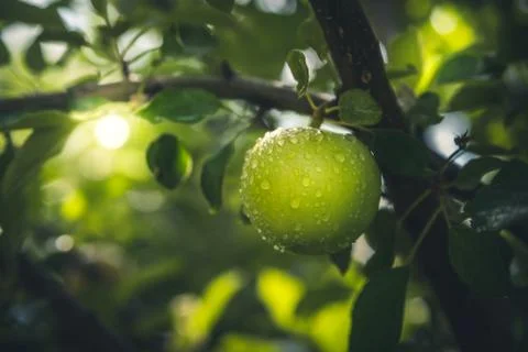 Apple after the rain. Stock Photos