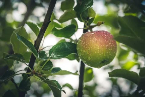 Apple after the rain. Stock Photos