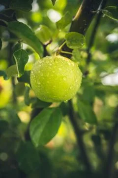 Apple after the rain. Stock Photos