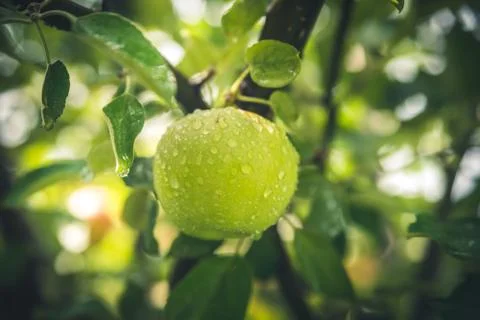 Apple after the rain. Stock Photos