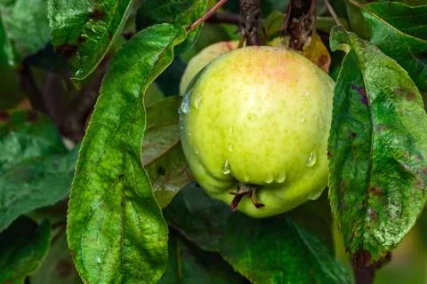 Apple after rain. Stock Photos