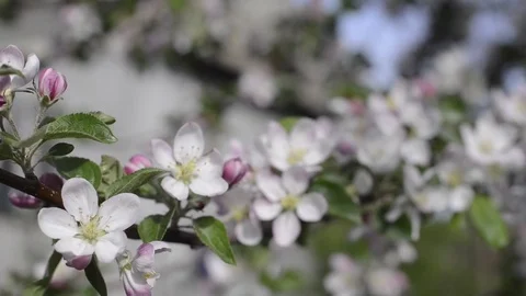 Apple and bees Stockbeeldmateriaal 76244944