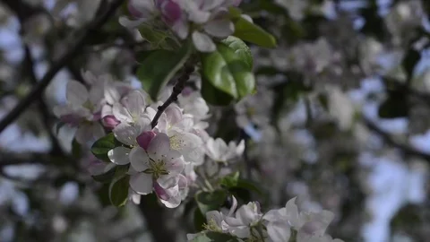 Apple and bees Video stock 76244954