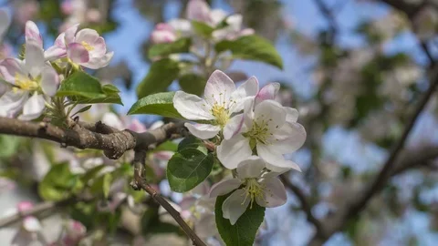 Apple and bees Stockbeeldmateriaal 76245091