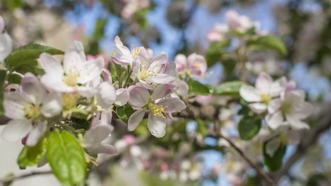 Apple and bees Stockbeeldmateriaal 76245098