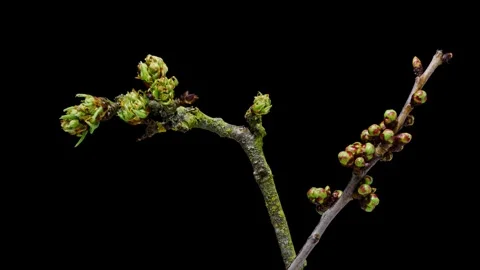 Apple and cherry blossoms opening time lapse Stock Footage 245747494