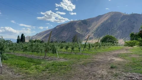 Apple and cherry Trees in the Orchard during Spring Season in Wenatchee. Apple Stock Footage 280457781