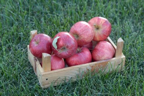 Apple and crate on grass Stock Photos