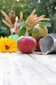 Apple and flower Stock Photos