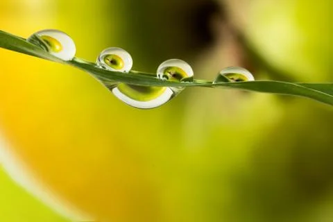 Apple and grass drops Stock Photos