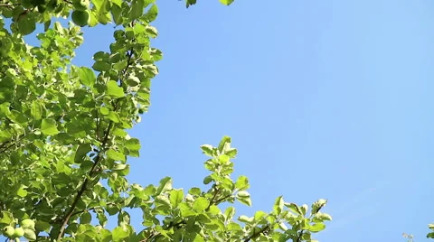 Apple and green fruit Stock Footage 69018663