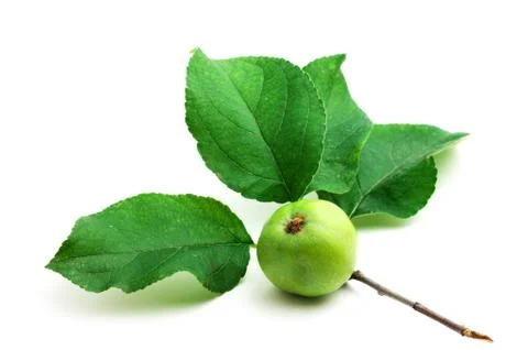 Apple and leaf Foto stock