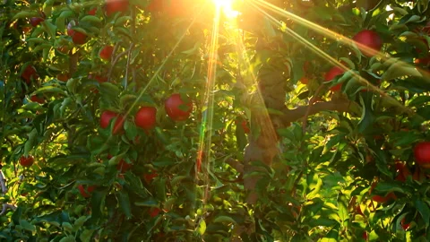 Apple and the Rays of the Setting Sun: Variety Sansa Видео 330374497