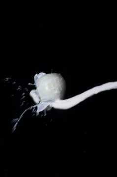 Apple and splash Фото