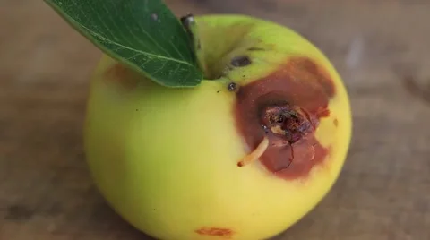 Apple and worm Stock-Footage 54602556