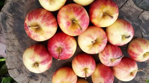 An apple, another kind from the US Stock Photos