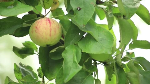 Apple on the apple tree branch Stock Footage 53104693