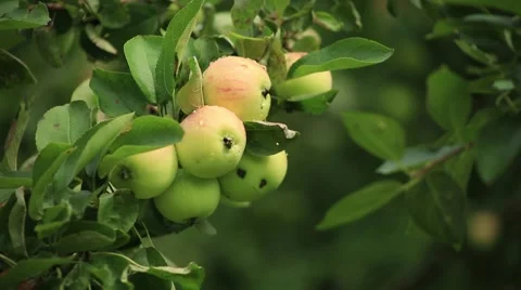Apple on the apple tree branch Stock Footage 53104695