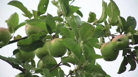Apple on the apple tree branch Stock Footage 53104703