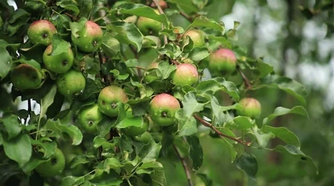 Apple on the apple tree branch Stock Footage 53104708