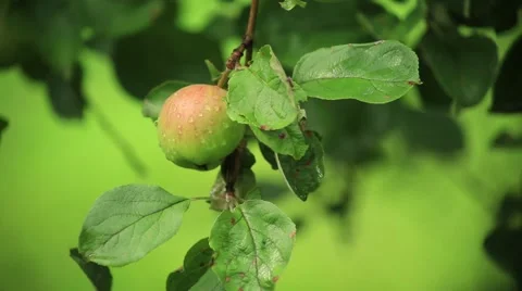 Apple on the apple tree branch Stock Footage 53104709