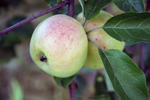 Apple on the apple tree framed with green leaves 스톡 사진