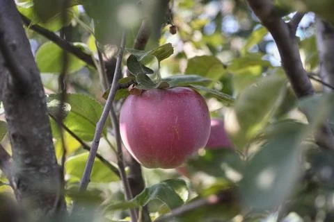 Apple on an apple tree Stock Photos