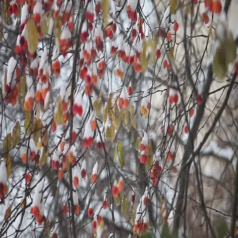 Apple apples  under the snow Stock Footage 69485885