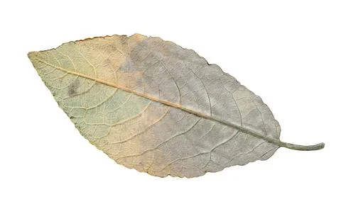 Apple autumn leaf isolated 스톡 사진