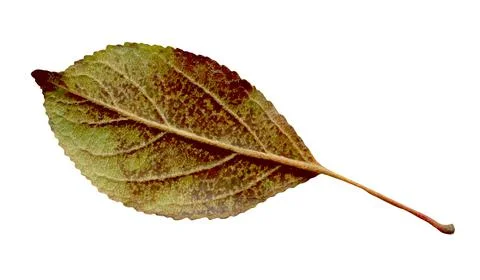 Apple autumn leaf isolated 库存照片