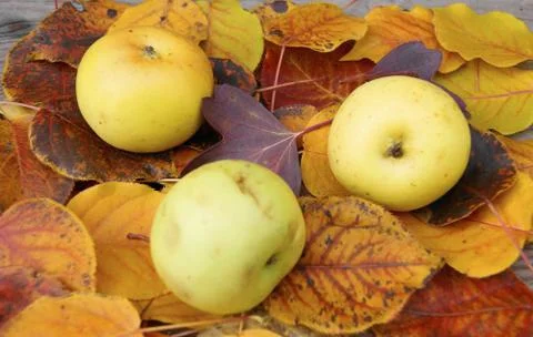 Apple on autumn sheet Stock Photos