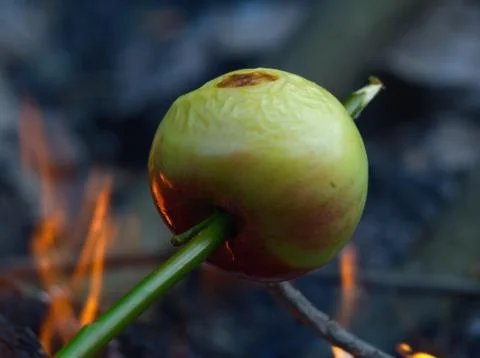 Apple baked on the fire Stock Photos
