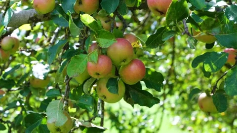 Apple basket of apples on the tree Stock Footage 340902718