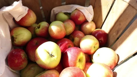 APPLE BASKET Video stock 102742664
