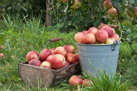 Apple basket Stock Photos