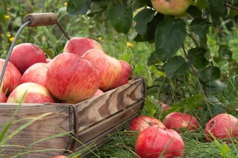 Apple basket Stock Photos