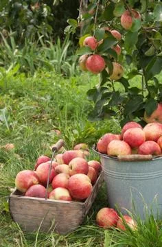 Apple basket Stock Photos