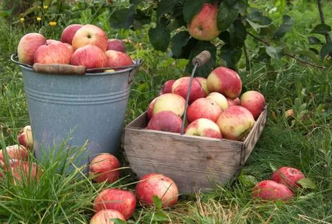 Apple basket Stock Photos