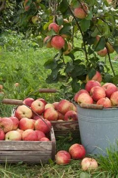 Apple basket Stock Photos