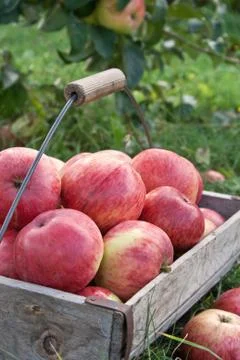 Apple basket Stock Photos